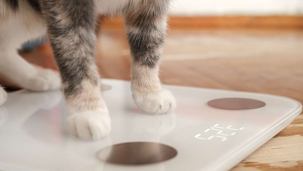 Ask Dr. Jenn: How can I help my cat lose weight?